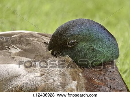 saskatchewan, drake, scenic, grass, resting, mallard View Large Photo Image Stock Photo - saskatchewan, drake, scenic, grass, resting, mallard. Fotosearch