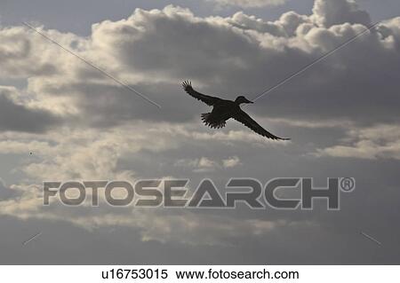 saskatchewan, duck, scenic, dusk, flight, mallard View Large Photo Image Stock Photography - saskatchewan, duck, scenic, dusk, flight, mallard. Fotosearch