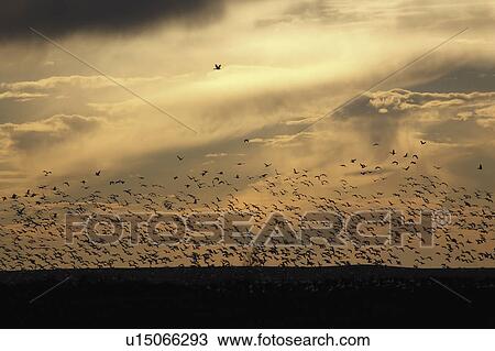 Stock Image - saskatchewan, flock, scenic, geese, snow, huge. Fotosearch