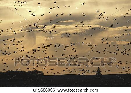 Stock Photograph - saskatchewan, flock, scenic, geese, snow, huge. Fotosearch