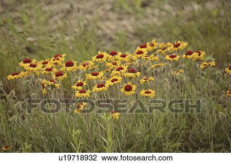 Stock Image - saskatchewan, flowers, scenic, ditch, roadside, blanket. Fotosearch
