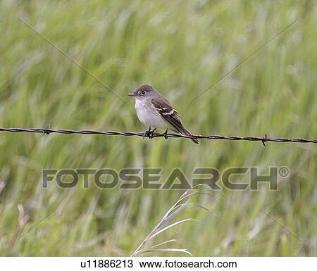 Stock Image - saskatchewan, flycatcher, scenic, fence, wire, willow. Fotosearch