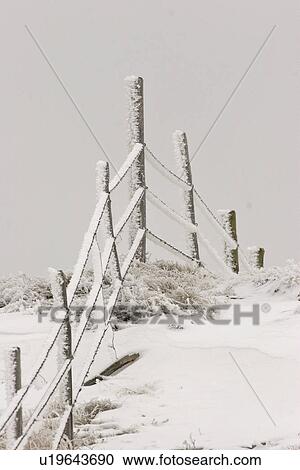 Stock Image - saskatchewan, frostcovered, scenic, fence, barbedwire, hoar. Fotosearch