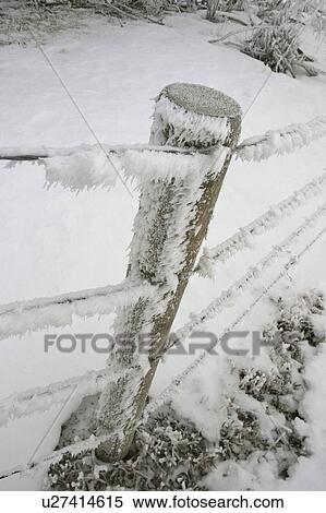 Stock Photography - saskatchewan, frostcovered, scenic, fence, barbedwire, hoar. Fotosearch