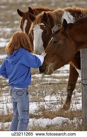 Stock Photography - saskatchewan, girl, scenic, horses, feeding, young. Fotosearch