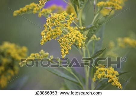 Stock Image - saskatchewan, goldenrod, scenic, roadside, found, canada. Fotosearch