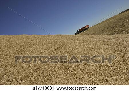 Stock Image - saskatchewan, grain, scenic, field, piled, excess. Fotosearch