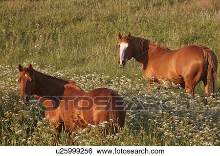 Stock Photograph - saskatchewan, grazing, southern, scenic, pasture, horses. Fotosearch