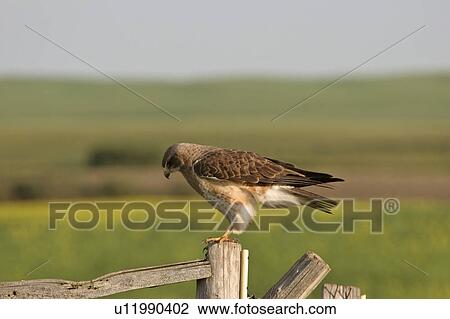 Stock Image - saskatchewan, hawk, southern, scenic, post, swainsons. Fotosearch