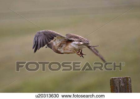Stock Image - saskatchewan, hawk, southern, scenic, flight, swainsons. Fotosearch