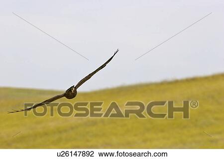 Stock Image - saskatchewan, hawk, southern, scenic, flight, swainsons. Fotosearch