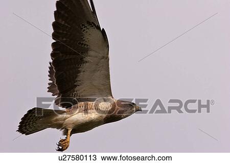 Stock Image - saskatchewan, hawk, southern, scenic, flight, swainsons. Fotosearch