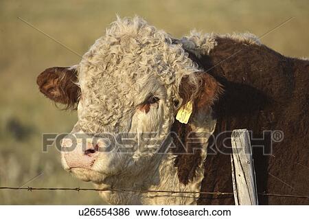 Stock Photograph - saskatchewan, hereford, scenic, pasture, bull, whitefaced. Fotosearch