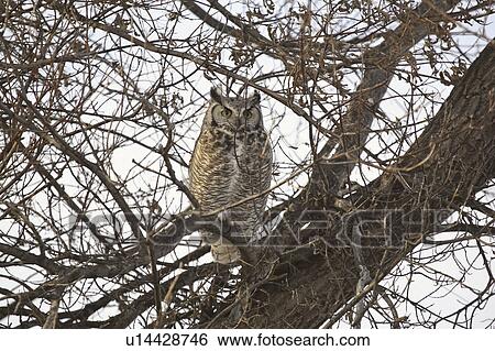 Stock Photograph - saskatchewan, horned, scenic, tree, owl, great. Fotosearch