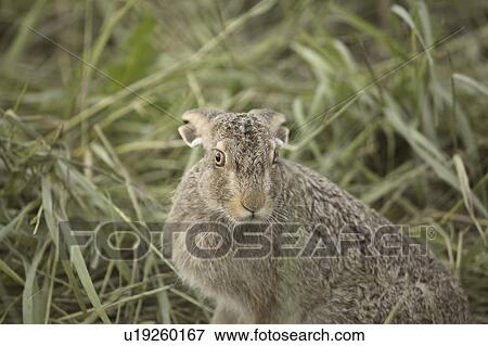 saskatchewan, jackrabbit, scenic, grass, hiding, whitetailed View Large Photo Image Stock Photo - saskatchewan, jackrabbit, scenic, grass, hiding, whitetailed. Fotosearch