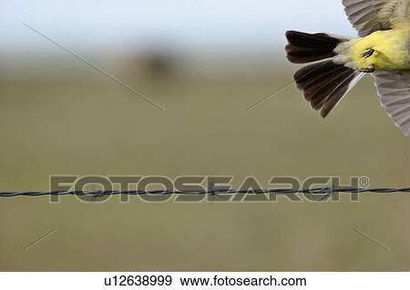 Stock Photo - saskatchewan, kingbird, southern, scenic, flight, western. Fotosearch