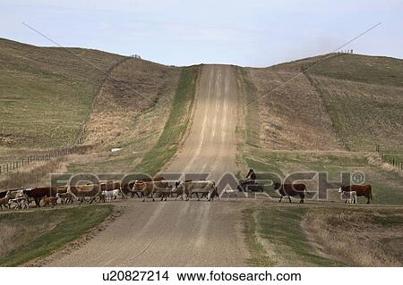 Picture - saskatchewan, livestock, part, important, farming, agriculture. Fotosearch