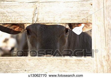 Stock Image - saskatchewan, livestock, part, important, farming, agriculture. Fotosearch
