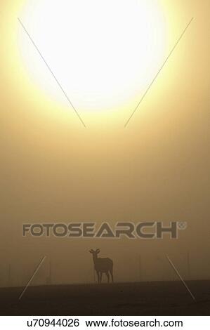 saskatchewan, morning, scenic, elk, fog, sunrise View Large Photo Image Stock Photograph - saskatchewan, morning, scenic, elk, fog, sunrise. Fotosearch