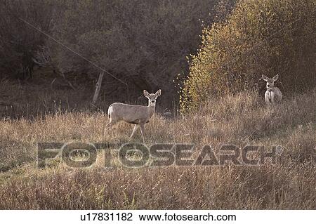 Stock Image - saskatchewan, mule, scenic, field, deer, two. Fotosearch