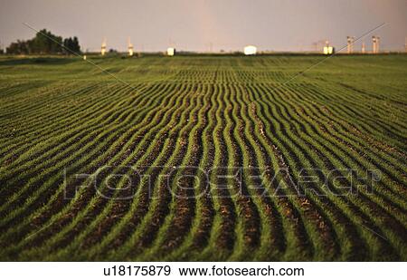 saskatchewan, new, scenic, grain, growing, rows View Large Photo Image Stock Photo - saskatchewan, new, scenic, grain, growing, rows. Fotosearch