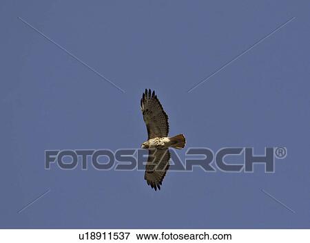 Stock Photo - saskatchewan, northern, scenic, flight, harrier, male. Fotosearch