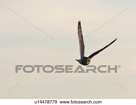 saskatchewan, owl, southern, scenic, flight, shorteared View Large Photo Image Stock Photo - saskatchewan, owl, southern, scenic, flight, shorteared. Fotosearch