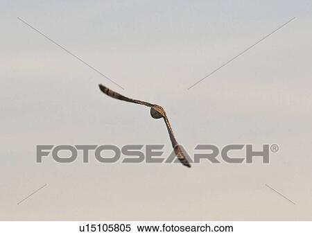 Stock Photography - saskatchewan, owl, southern, scenic, flight, shorteared. Fotosearch