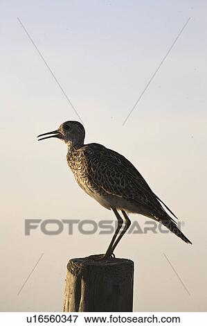 Stock Photo - saskatchewan, perched, scenic, post, fence, ruff. Fotosearch