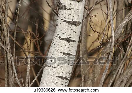 saskatchewan, poplar, scenic, bushes, tree, trunk View Large Photo Image Stock Photograph - saskatchewan, poplar, scenic, bushes, tree, trunk. Fotosearch