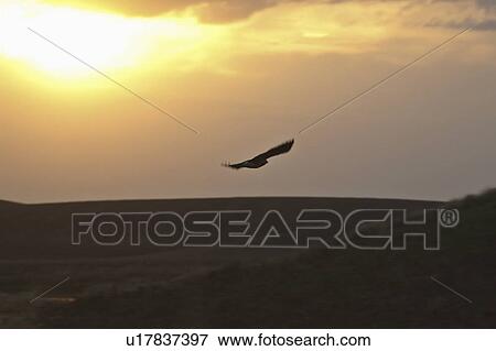 Stock Photo - saskatchewan, prey, scenic, sunset, flight, bird. Fotosearch
