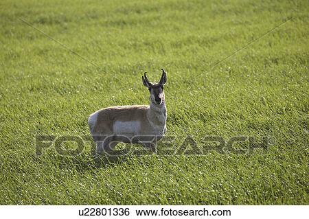 saskatchewan, pronghorn, scenic, field, antelope, male View Large Photo Image Stock Photograph - saskatchewan, pronghorn, scenic, field, antelope, male. Fotosearch