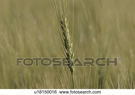saskatchewan, ripening, southern, scenic, wheat, head View Large Photo Image Stock Photograph - saskatchewan, ripening, southern, scenic, wheat, head. Fotosearch