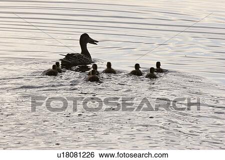 saskatchewan, shoveller, scenic, ducklings, hen, northern View Large Photo Image Stock Photograph - saskatchewan, shoveller, scenic, ducklings, hen, northern. Fotosearch