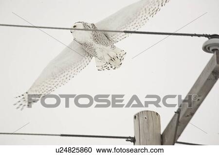 Stock Image - saskatchewan, snowy, scenic, flight, owl, female. Fotosearch
