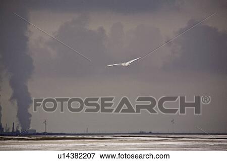Stock Photo - saskatchewan, snowy, scenic, flight, owl, female. Fotosearch