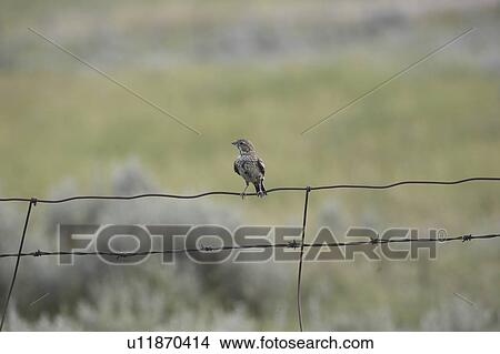 saskatchewan, sparrow, scenic, fence, wire, song View Large Photo Image Picture - saskatchewan, sparrow, scenic, fence, wire, song. Fotosearch