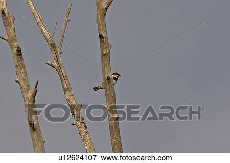 saskatchewan, sparrow, southern, scenic, tree, house View Large Photo Image Stock Photo - saskatchewan, sparrow, southern, scenic, tree, house. Fotosearch