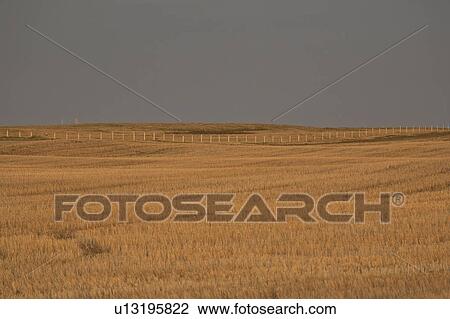 saskatchewan, sunlight, scenic, field, stubble, low View Large Photo Image Stock Image - saskatchewan, sunlight, scenic, field, stubble, low. Fotosearch