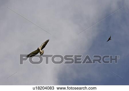 Stock Image - saskatchewan, swainsons, scenic, soaring, hawks, two. Fotosearch