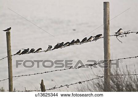 saskatchewan, swallows, scenic, strand, barbedwire, tree View Large Photo Image Picture - saskatchewan, swallows, scenic, strand, barbedwire, tree. Fotosearch