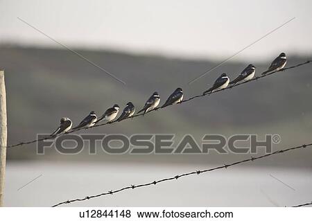 Stock Photo - saskatchewan, swallows, scenic, strand, barbedwire, tree. Fotosearch