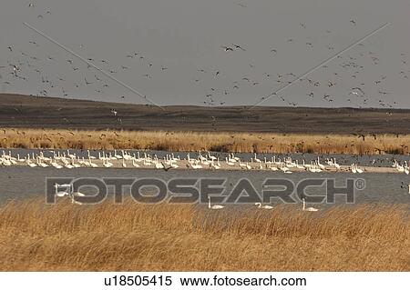 Stock Photography - saskatchewan, swans, scenic, migration, fall, tundra. Fotosearch