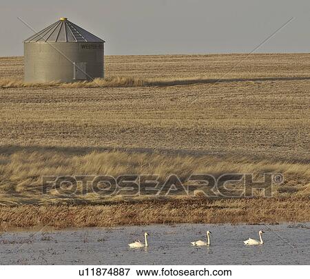 saskatchewan, swans, south, scenic, slough, tundra View Large Photo Image Stock Photo - saskatchewan, swans, south, scenic, slough, tundra. Fotosearch