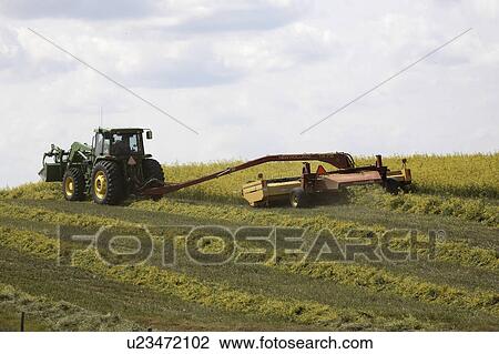 saskatchewan, swathing, scenic, canola, ripened, farmer View Large Photo Image Stock Image - saskatchewan, swathing, scenic, canola, ripened, farmer. Fotosearch