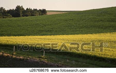 Stock Photograph - saskatchewan, wheat, southern, scenic, crops, canola. Fotosearch