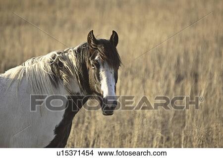 Picture - saskatchewan, white, scenic, horse, pinto, black. Fotosearch