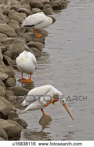 Stock Photograph - saskatchewan, white, scenic, river, pelicans, american. Fotosearch