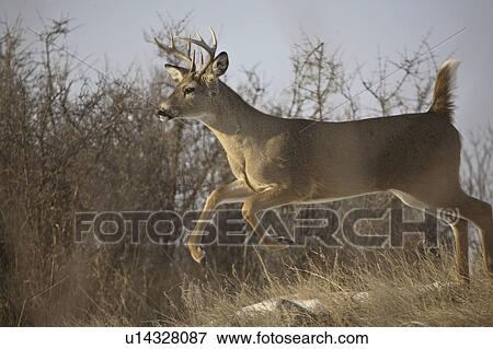 Stock Photo - saskatchewan, whitetailed, scenic, buck, deer, leaping. Fotosearch