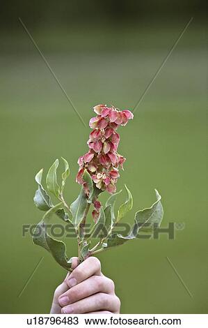 saskatchewan, wildflower, scenic, up, held, pinkish View Large Photo Image Stock Image - saskatchewan, wildflower, scenic, up, held, pinkish. Fotosearch